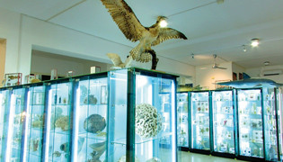 Museo di Biologia Marina